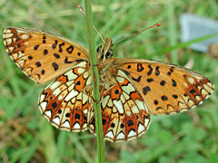 Schmetterling des Jahres 2012 Kleines Nachtpfauenauge