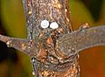 Ei Nierenfleck-Zipfelfalter  Schmetterling Raupe Puppe