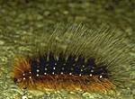 Raupe Brauner B�r  Schmetterlinge Raupen Puppen