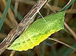 Puppe Schwalbenschwanz  schmetterling raupe puppe