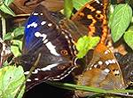 Gro�er und Kleiner Schillerfalter schmetterlinge raupen puppen