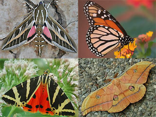 Linienschw�rmer  livornica  Monarch  plexippus  Russischer B�r  quadripunctaria  Japanischer Eichenseidenspinner  yamamai