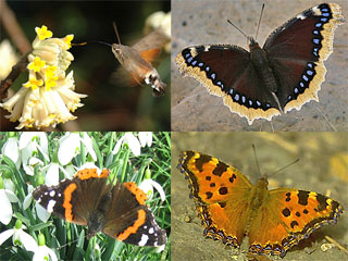 Linienschw�rmer  livornica  Monarch  plexippus  Russischer B�r  quadripunctaria  Japanischer Eichenseidenspinner  yamamai