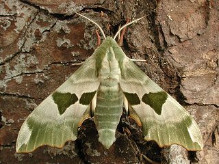 Lindenschw�rmer Mimas tiliae Lime Hawk-moth