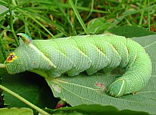 Raupe Lindenschw�rmer Mimas tiliae Lime Hawk-moth (21910 Byte)
