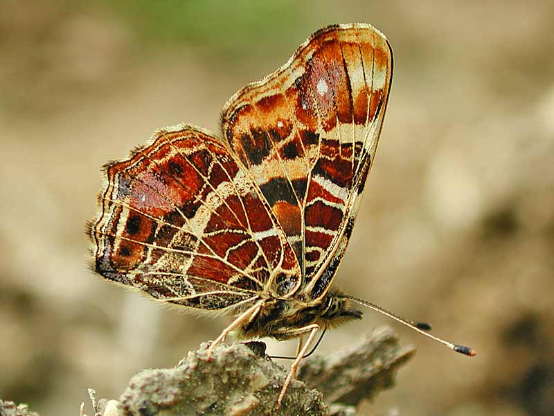  Landkärtchen  Araschnia levana   Map Butterfly 