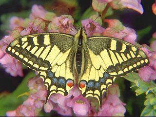 Schwalbenschwanz Papilio machaon Swallowtail Oberseite  Schmetterling