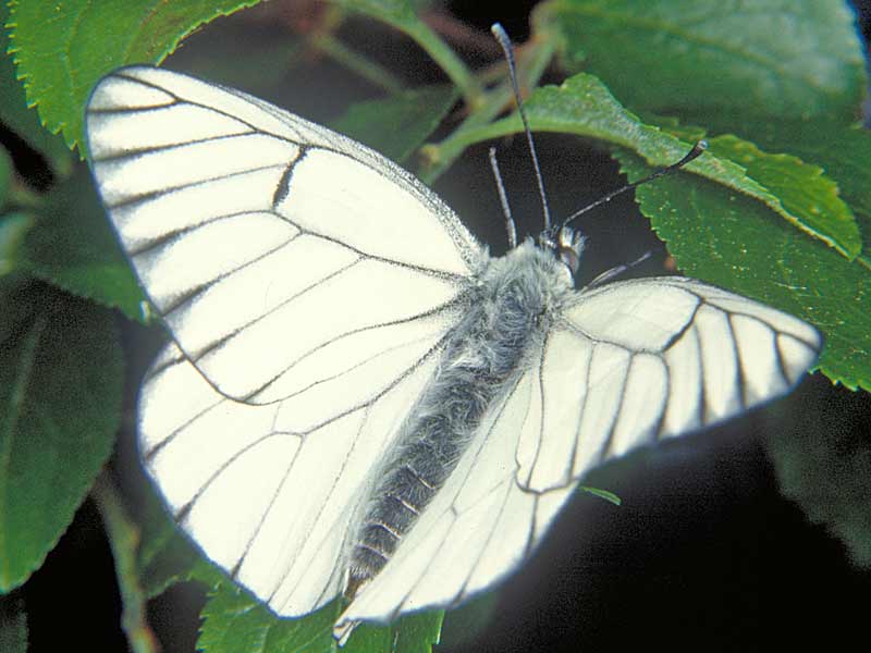 Baumweißling Aporia crataegi Black-veined White