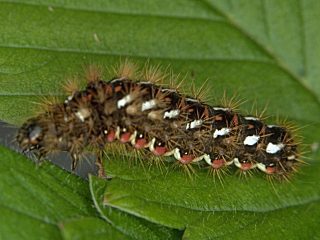 Schmetterlinge Raupen Bestimmen Familie Eulen Eulenfalter Noctuidae