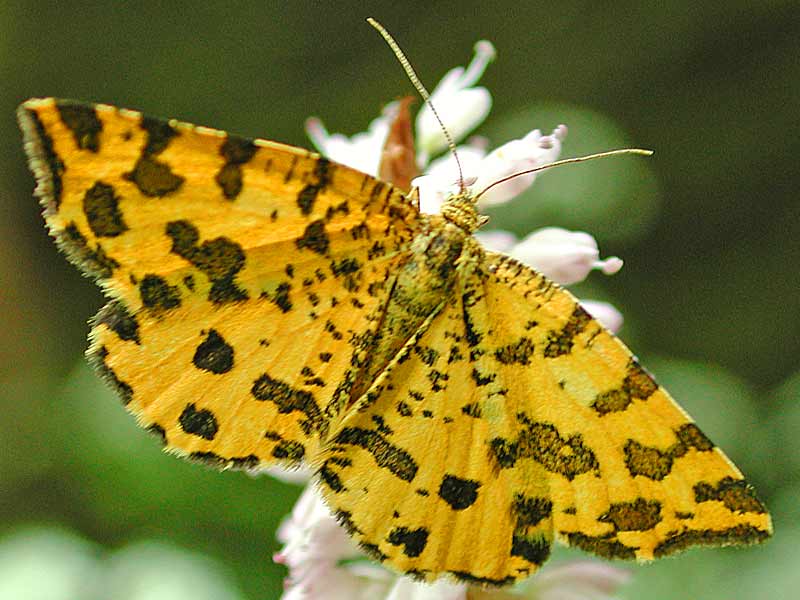 Panther-Spanner 7Pseudopanthera macularia Speckled Yellow