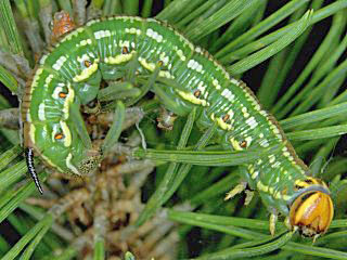 Raupe Kiefernschwärmer Hyloicus pinastri Pine Hawk-moth 