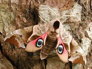 Abendpfauenauge Smerinthus ocellata Eyed Hawk-moth (17045 Byte)