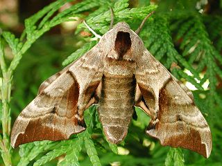 Abendpfauenauge Smerinthus ocellata Eyed Hawk-moth (12923 Byte)