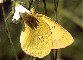 Hochmoor-Gelbling Colias palaeno Moorland Clouded Yellow 