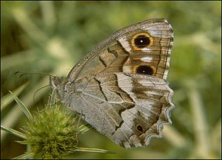 Hipparchia ( Pseudotergumia ) fidia Striped Grayling