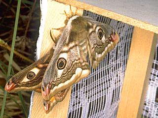 Paarung Kleines Nachtpfauenauge Saturnia ( Eudia ) pavonia Emperor Moth