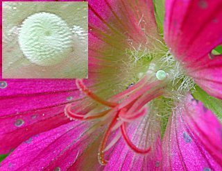 Ei Storchschnabel-Bluling Polyommatus (Aricia) eumedon Geranium Argus