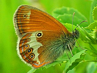 Weibindiges Wiesenvgelchen Coenonympha arcania Pearly Heath Perlgrasfalter