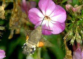 Taubenschwänzchen Hummingbird Hawk-moth Macroglossum stellatarum (14404 Byte)