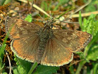 Dunkler Dickkopffalter, Kronwicken-Dickkopffalter Erynnis tages Dingy Skipper (22569 Byte)