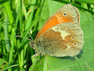 Groes Wiesenvgelchen Coenonympha tullia Large Heath 