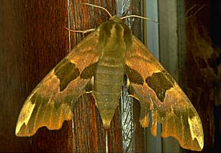 Lindenschwärmer Mimas tiliae Lime Hawk-moth