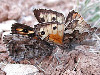 Rostbinde Ockerbindiger Samtfalter Hipparchia semele Grayling 