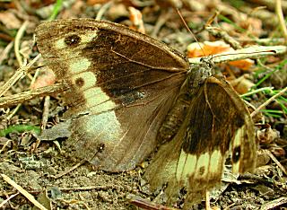 Groer Waldportier Hipparchia fagi Woddland Grayling (29036 Byte)