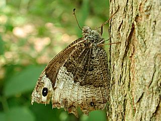 Groer Waldportier Hipparchia fagi Woodland Grayling (22435 Byte)