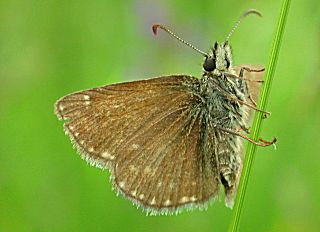 Unterseite Dunkler Dickkopffalter, Kronwicken-Dickkopffalter Erynnis tages Dingy Skipper (22569 Byte)