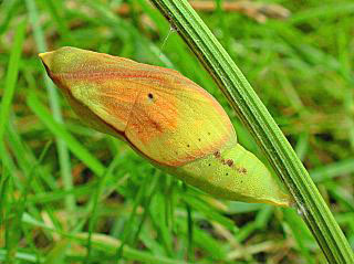 Puppe Wander-Gelbling Clouded Yellow Colias croceus (19742 Byte)