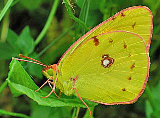 Wander-Gelbling Clouded Yellow Colias croceus (17182 Byte)