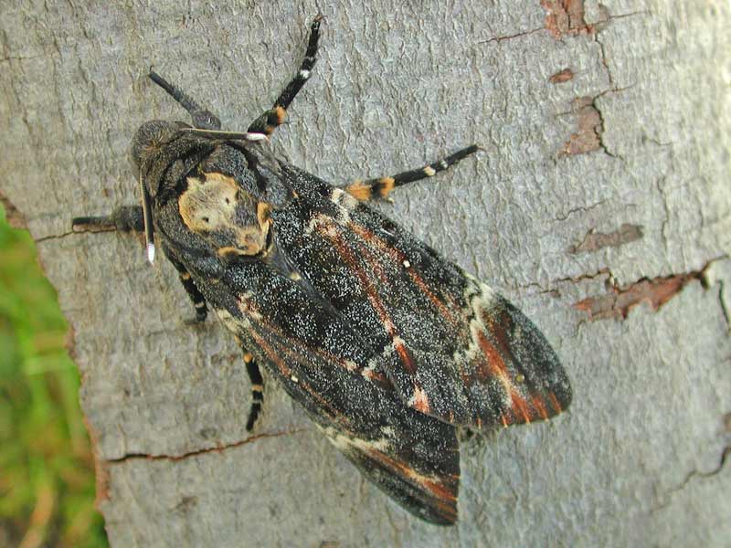 Totenkopfschwärmer Acherontia atropos Deathhead Hawk-moth