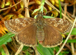 Dunkler Dickkopffalter Erynnis tages Dingy Skipper Kronwicker-Dickkopffalter (35916 Byte)