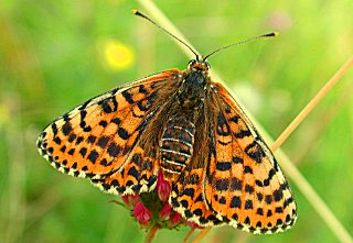 Weibchen Roter Scheckenfalter Melitaea didyma Spotted Fritillary (21380 Byte)