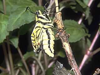 Schwalbenschwanz Papilio machaon Swallowtail   Falter beim Schlupf