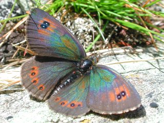 Grnschillernder Mohrenfalter   Erebia tyndarus   Swiss Brassy Ringlet  (28854 Byte)