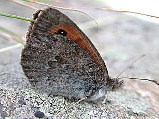 Grnschillernder Mohrenfalter   Erebia tyndarus   Swiss Brassy Ringlet  (25620 Byte)