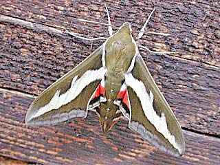 Labkrautschwärmer   Hyles gallii   Bedstraw Hawk-moth   (38205 Byte)