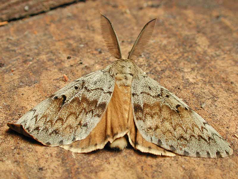 Schwammspinner  Lymantria dispar  Gypsy Moth