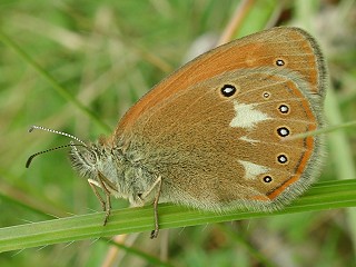 Rotbraunes Wiesenvoegelchen Coenonympha glycerion Chestnut Heath 