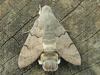 Kolibri - Falter Taubenschwänzchen Macroglossum stellatarum Humming-bird Hawk-moth (15311 Byte)