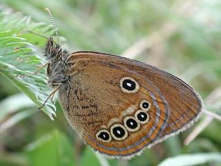 Moor-Wiesenvgelchen   Coenonympha oedippus   False Ringlet