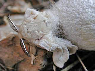 Schlüpfender Seidenspinner Maulbeerspinner   Bombyx mori   Domestic Silkmoth