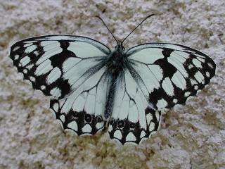 Iberisches Schachbrett   Melanargia lachesis   Iberian Marbled White