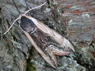 Ligusterschwärmer Sphinx ligustri Privet Hawk-moth