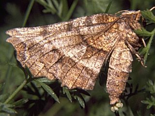 Weibchen mit Eiern  Dreistreifiger Mondfleckspanner Selenia dentaria Early Thorn