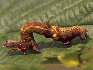 Raupe Dreistreifiger Mondfleckspanner Selenia dentaria Early Thorn
