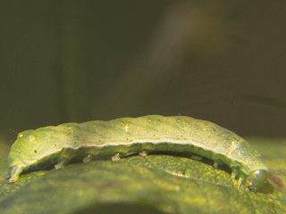 Raupe Gelbfleck-Waldschatteneule Euplexia lucipara Small Angle Shades