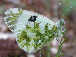 Westlicher Gesprenkelter Weiling   Euchloe crameri   Western Dappled White